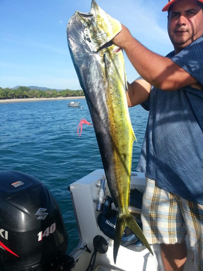 Mahi mahi (Dorado) - February 18, 2017