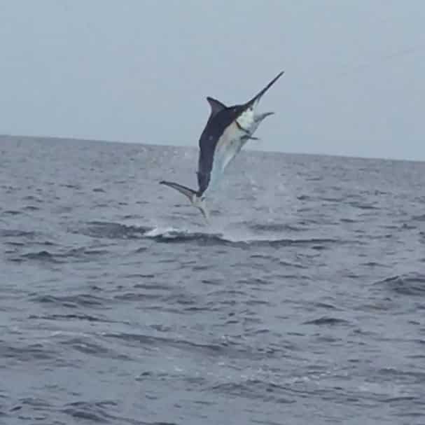 Los Suenos Marlin