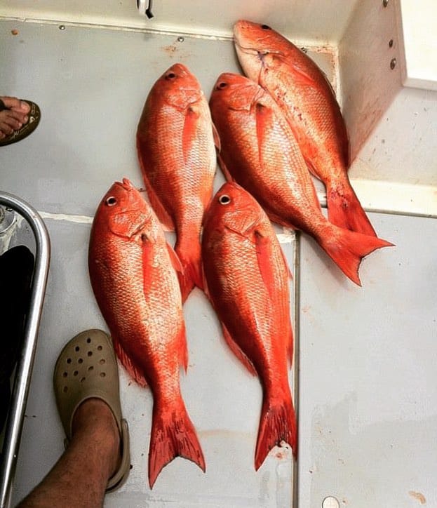 Red Snappers in Tamarindo