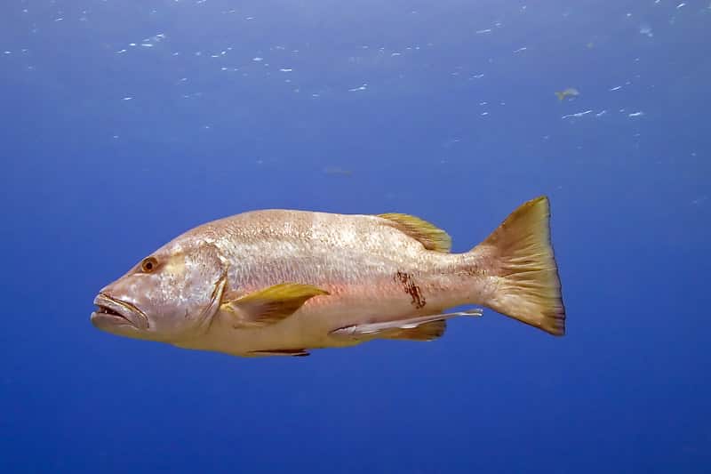 Fish of Florida: Atlantic Cubera Snapper (Lutjanus cyanopterus) Species  Profile - UF/IFAS Extension Collier County