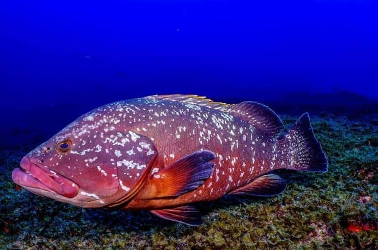 Red Grouper Fishing
