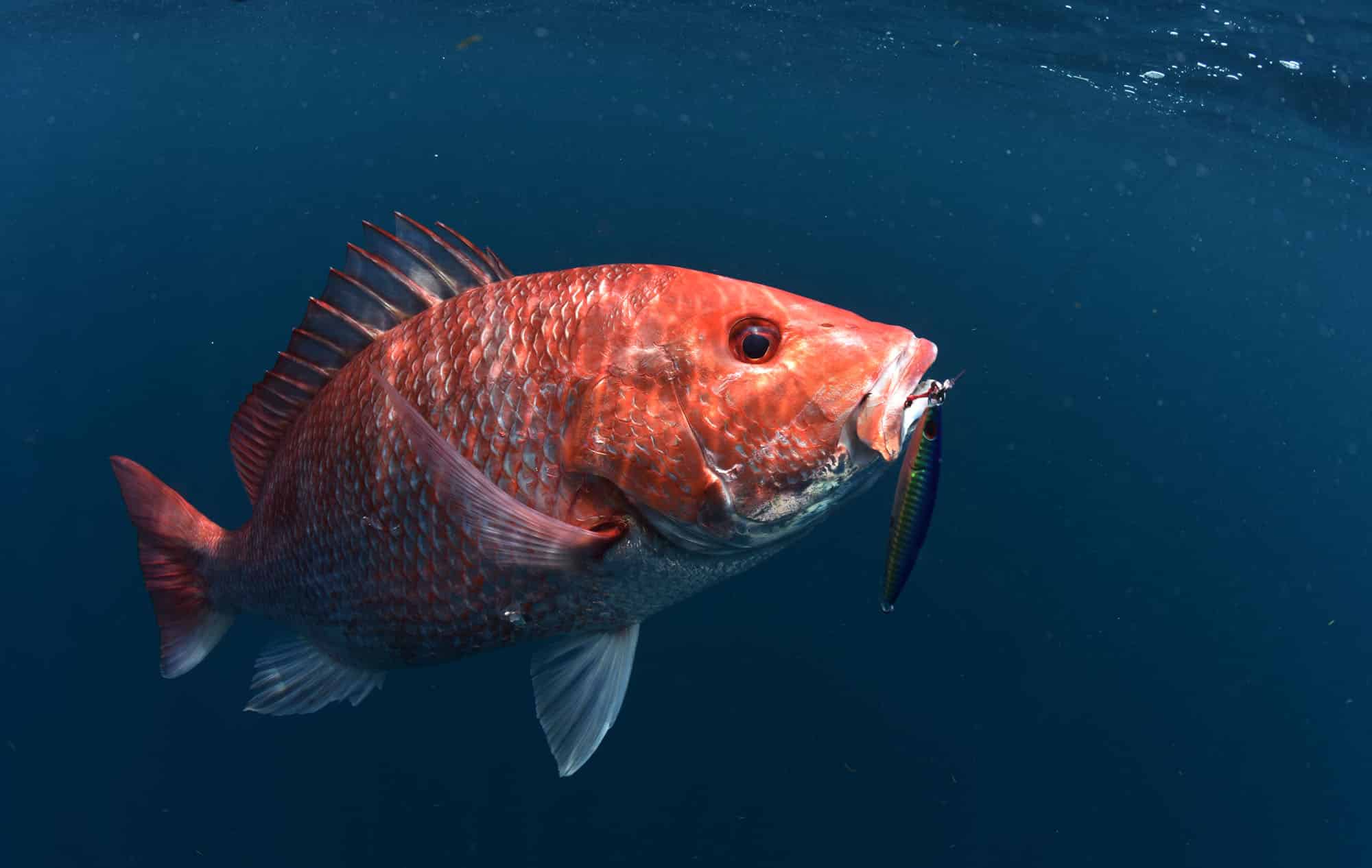 Red snapper fishing