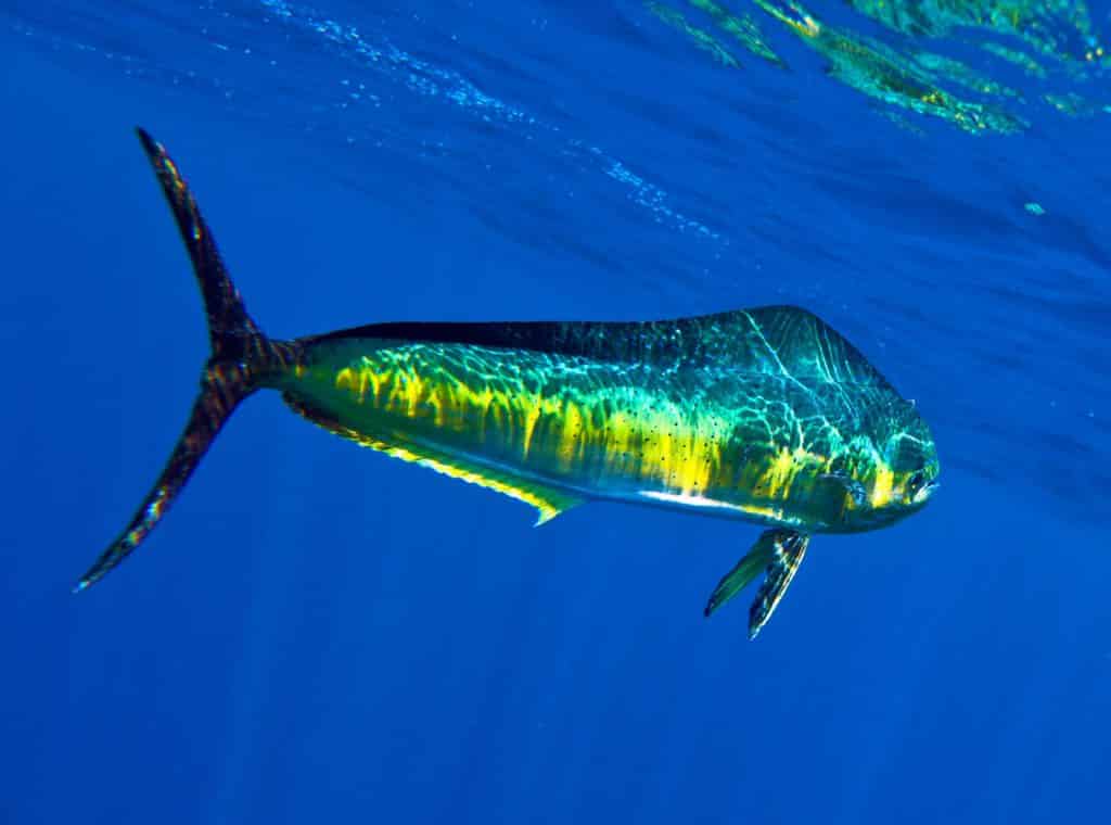 Dolphin Dorado Mahi Mahi Deep Sea Trolling & Fishing Lures