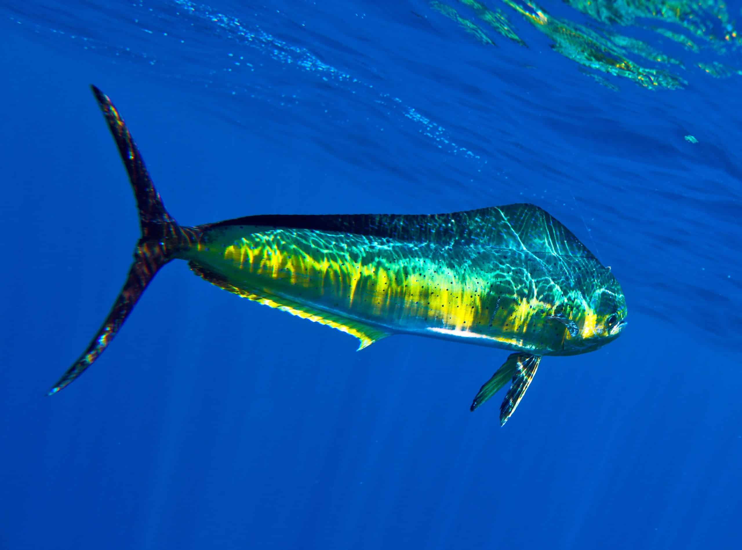 Mahi-mahi (Dorado, Dolphin) Fishing