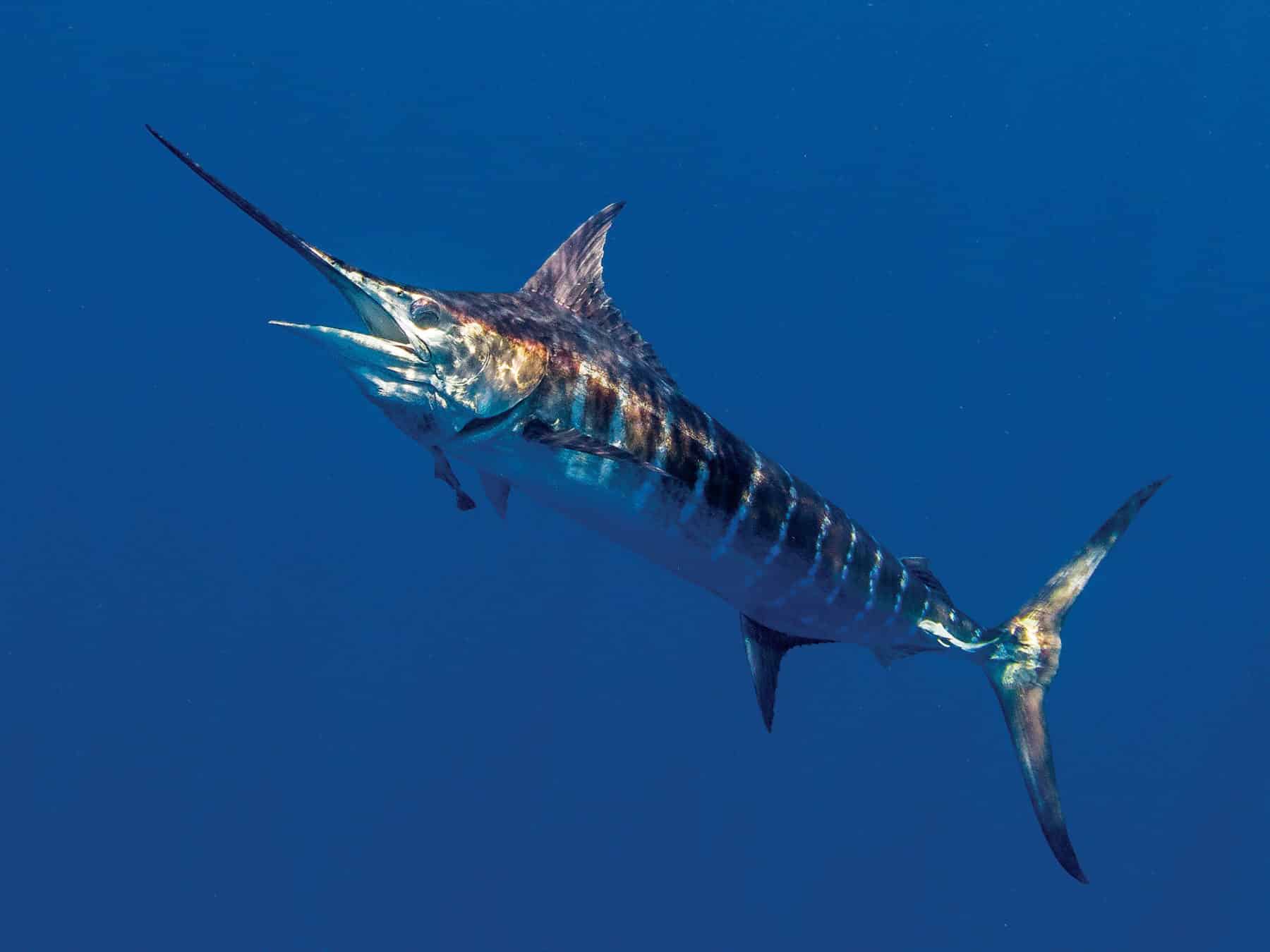 https://www.crfishingcharters.com/wp-content/uploads/2022/05/costa-rica-fishing-charters-sailfish-marlin-sportfishing.jpg