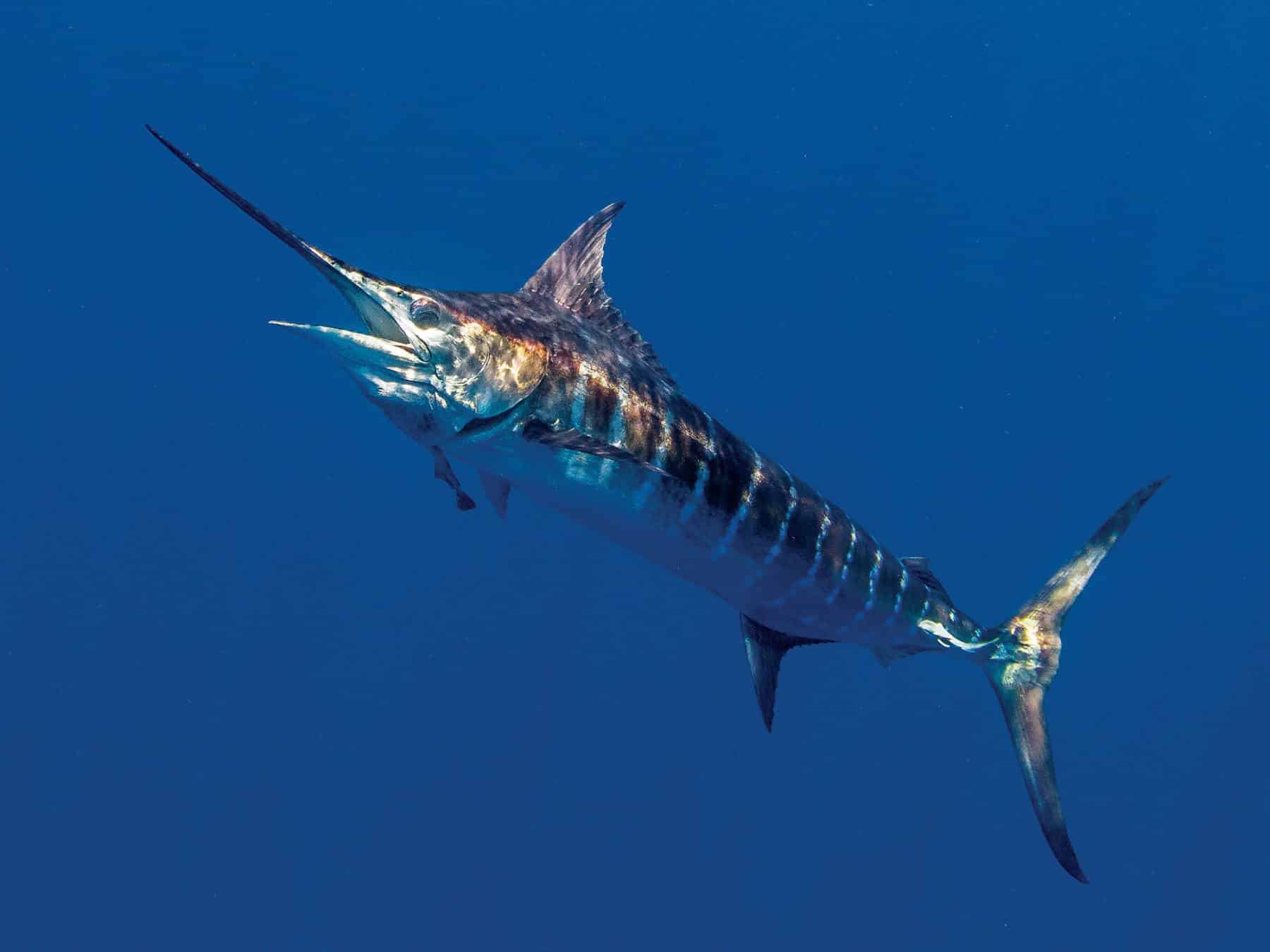 Blue Marlin Fishing