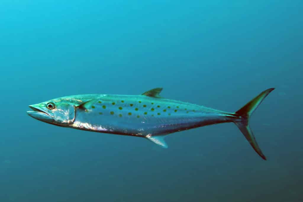 Mackerel Fishing