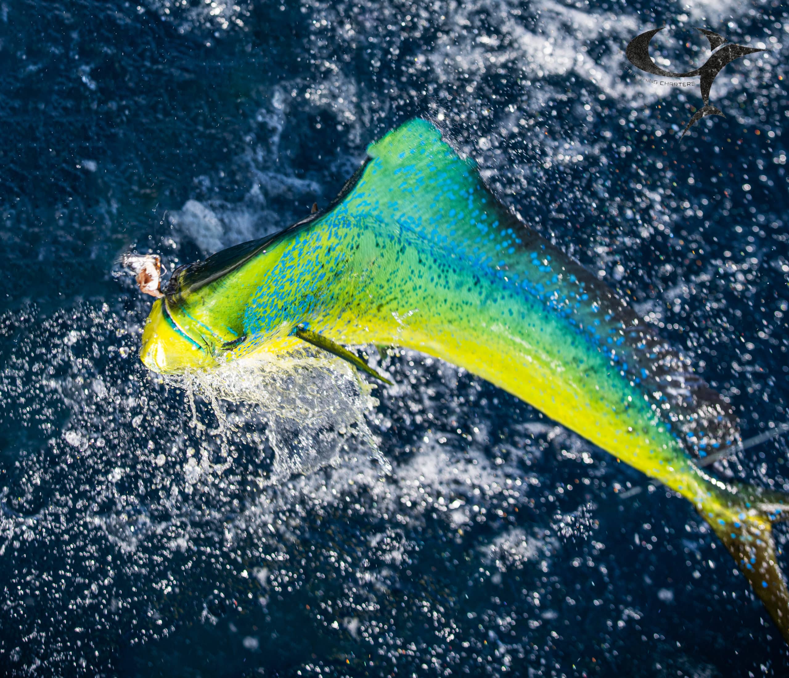 mahi-mahi