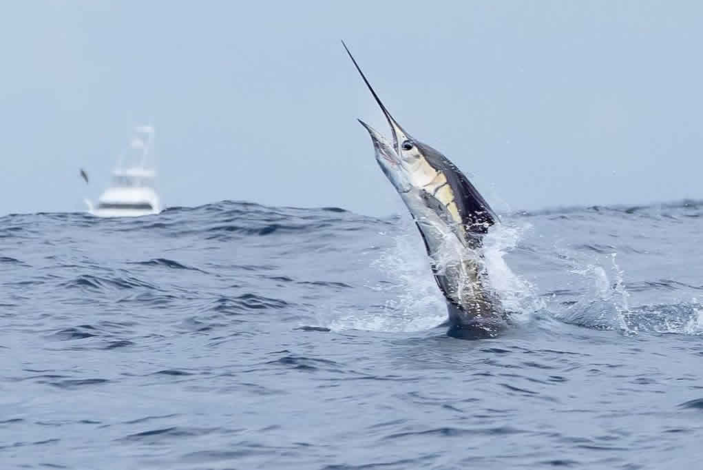 costa rica fishing trips all inclusive